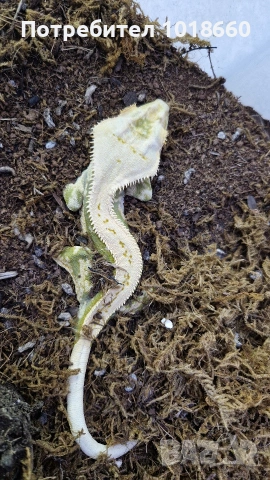 Ресничести гекони / crested gecko / correlophus ciliatus, снимка 4 - Гекон - 49156922