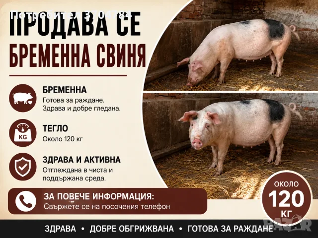 Продавам заплодени прасета, снимка 2 - Прасета - 55696287