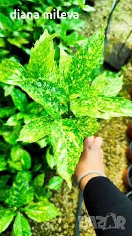 Аукуба Японика (Aucuba jap. Crotonifolia), снимка 7 - Градински цветя и растения - 54571224