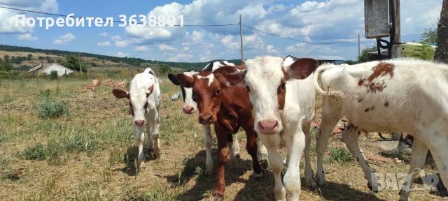 Продавам телета 
