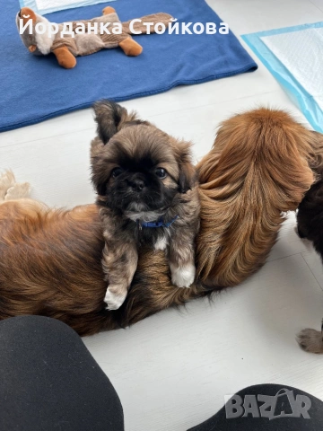 Породист пекинез мъжки, снимка 4 - Пекинез - 54158439