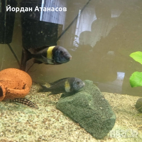 Продавам риби Трофеуси 