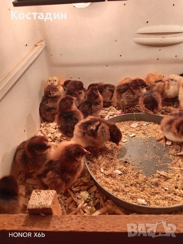 катунски пилета и гъсета, снимка 2 - Кокошки и пуйки - 54260963