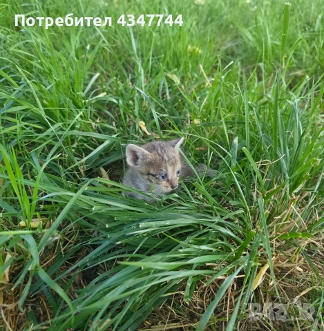 Подарявам малки мъжки котенца 2 броя. , снимка 3 - Други - 54681895