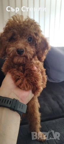 Той пудел 🐩 мъжки , снимка 8 - Пудели - 53993442