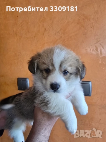 Уелско Корги 