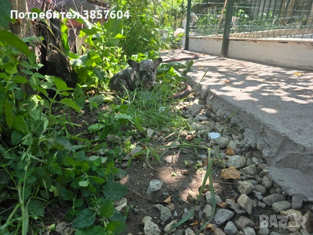 френски булдоци Сини и Изабела мерлета, снимка 9 - Френски булдог - 54999066