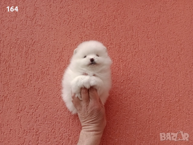 Бели Померани, снимка 9 - Померан - 54162345
