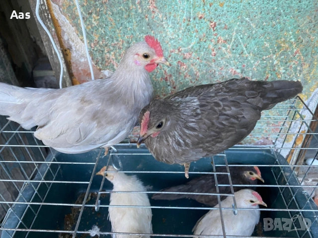 Чифт джинки, снимка 1 - Кокошки и пуйки - 54315048