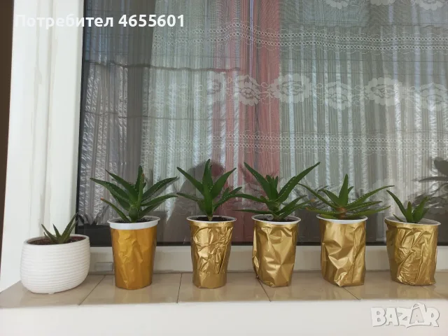 Алое Вера саксия