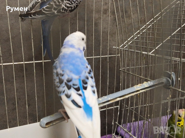 Чифт вълнисти папагали с клетка