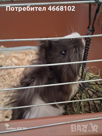 Подарява се мъжко морско свинче , снимка 3 - Морски свинчета - 54201538