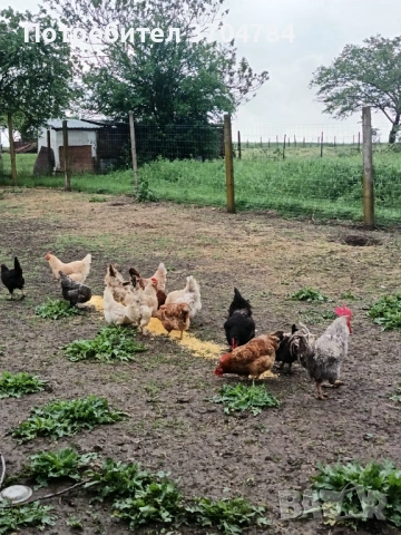 Продавам домашни кокошки