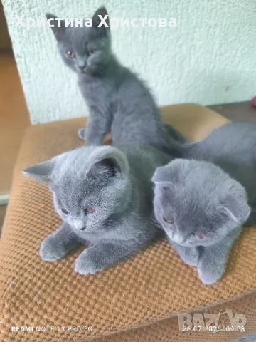 британски котенца 