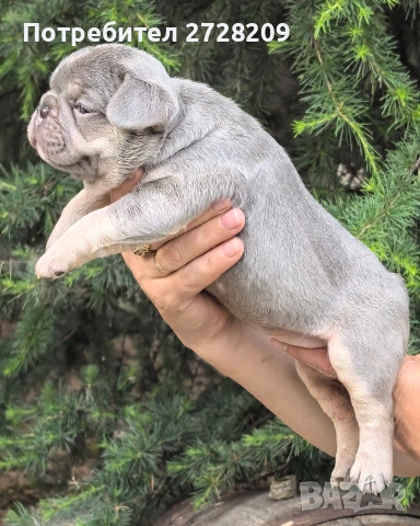 Френски булдог/French Bulldog , снимка 2 - Френски булдог - 54656690
