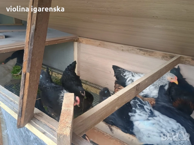 ярки и пилета , снимка 4 - Кокошки и пуйки - 54261403