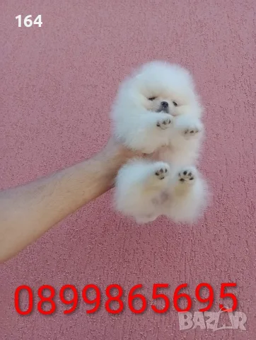 Бели момче и момиче.Померани. Реални снимки !!! , снимка 6 - Померан - 55618394