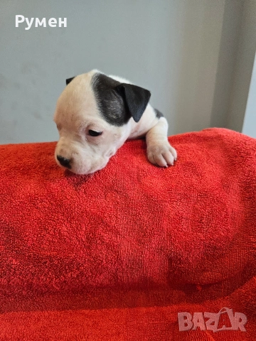 Американски стафордшир териер , снимка 14 - Американски стафордширски териер - 53970216