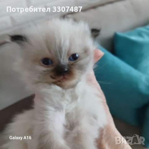 Коте Регдол, снимка 6 - Други - 54607291