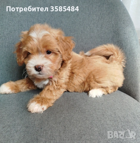 Shih poo/Mini poodle , снимка 5 - Пудели - 54096771