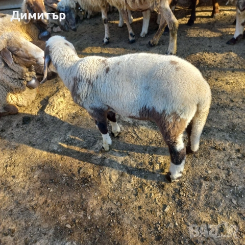 мъжки агнета, снимка 3 - Овце - 54420379