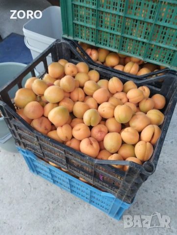 Продавам кайсии за компот , снимка 5 - Домашни продукти - 55206926