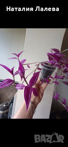 Традесканция, tradescantia Pink Paradise, снимка 3 - Стайни растения - 54560106