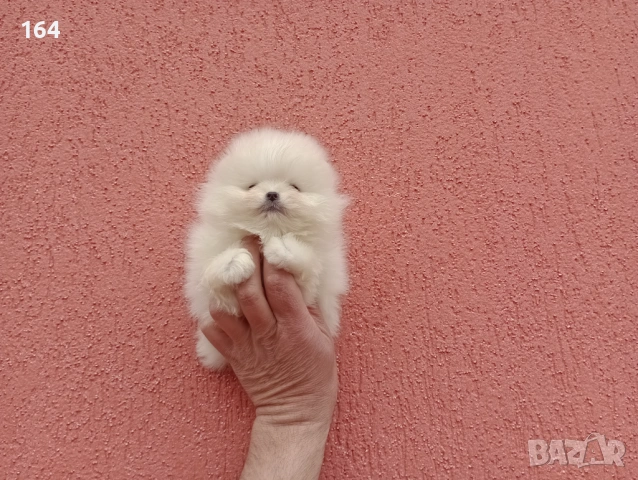 Миниатюрни чисто бели, мини Померани.Реални снимки !!!, снимка 4 - Померан - 54011618