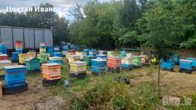 Пчелни семейства , снимка 8 - За пчели - 55212857