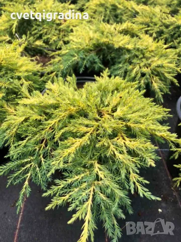 Juniperus ‘Gold Star’ (Хвойна ‘Gold Star’), снимка 2 - Градински цветя и растения - 55394118