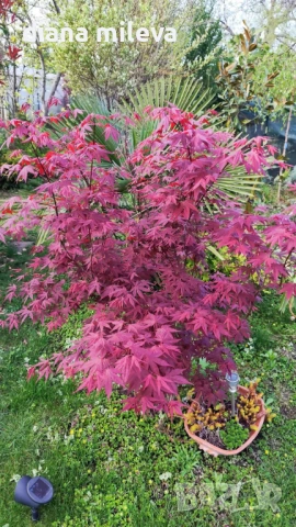 Японски Клен, Аcer palmatum Аtropurpureum, снимка 3 - Градински цветя и растения - 54946448