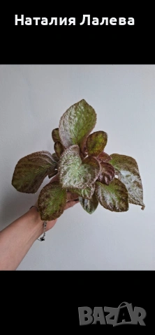 Еписция, episcia Jim's rose garden, снимка 2 - Стайни растения - 55019076