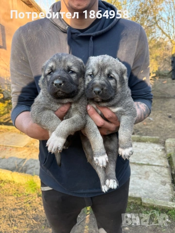 ТУРСКИ КАНГАЛ Доставка , снимка 4 - Кангал - 53997867