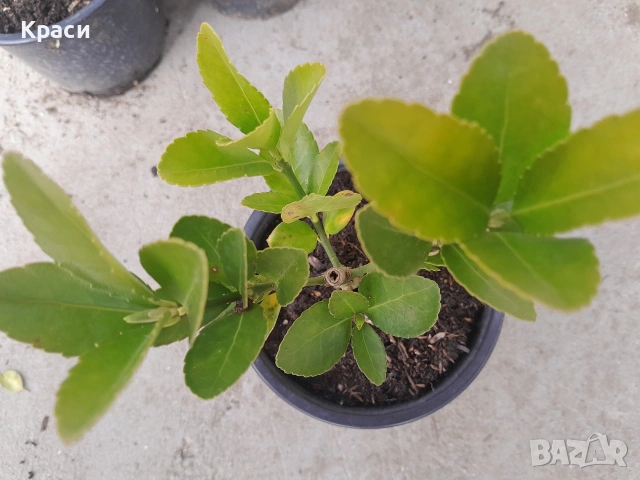 Чашкодрян зелен.