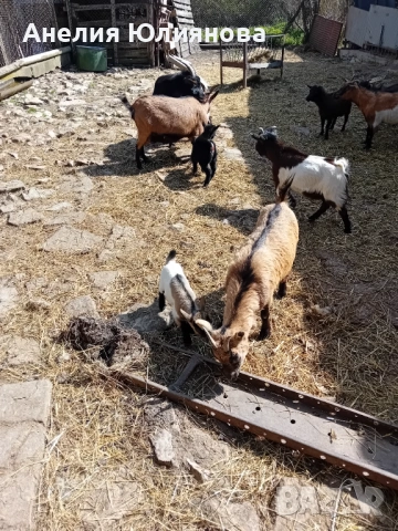 Мини холандцки козички