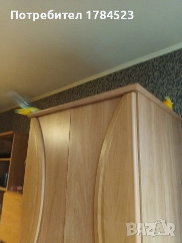 Мъжки поен папагал, снимка 16 - Папагали - 54084418