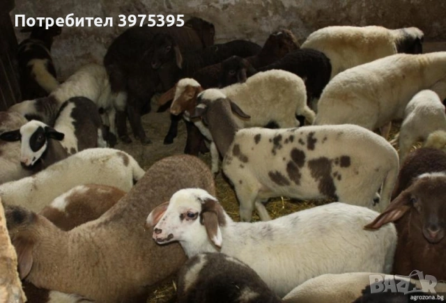 Продавам агнета