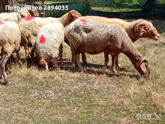 овце и коч аваси , снимка 7 - Овце - 55535485