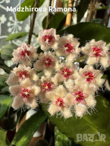 Hoya Хоя Caudata Green Borneo , снимка 5 - Стайни растения - 54920309