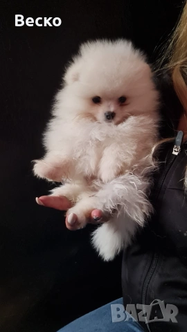 Померан мини мъжко и женско , снимка 7 - Померан - 54255864