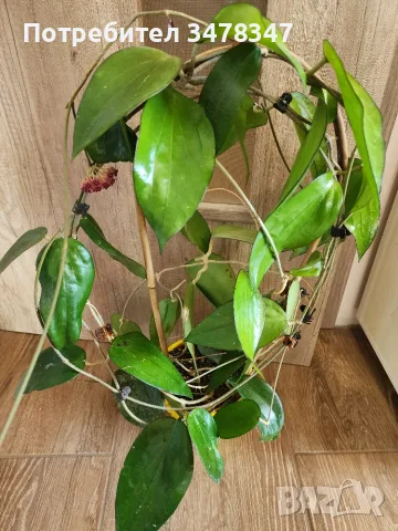 Хоя Cinnamomifolia var.purpureofusca, снимка 3 - Стайни растения - 55672254