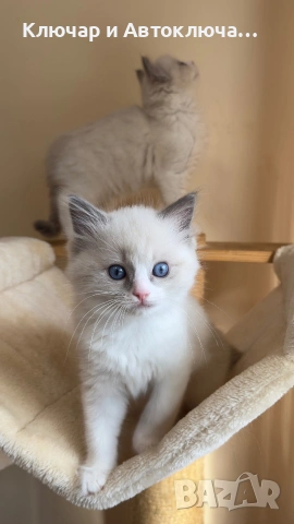 Регдол чистокръвни котета / Ragdoll, снимка 5 - Други - 55252802