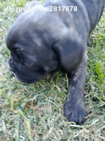 френски булдог , снимка 4 - Френски булдог - 54160417