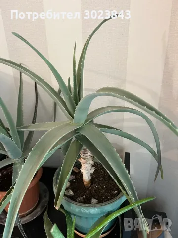 Продавам Алое Вера (Aloe Vera) , снимка 3 - Стайни растения - 55415775