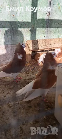 Продавам гълъби Капуцини, снимка 4 - Гълъби - 55429448