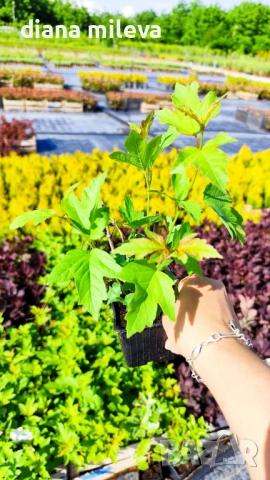 Калина, Картоп, Viburnum opulus ‘Roseum’, снимка 8 - Градински цветя и растения - 54754707