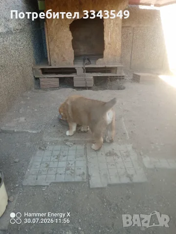 Свободни две женски , снимка 6 - Алабай - 55476651