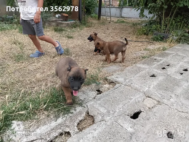 Белгийски овчарки, малиноа , снимка 4 - Белгийска овчарка - 55431300