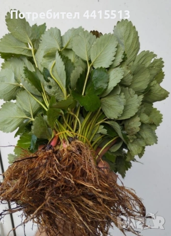 Разсад Ягоди