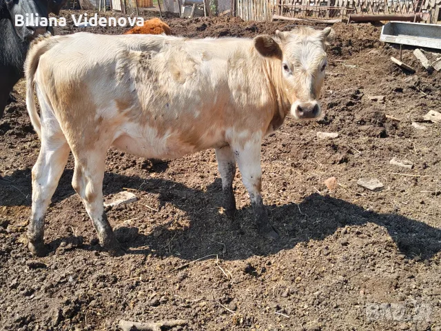 Продавам крави, юници и телета, снимка 13 - Крави - 55324137